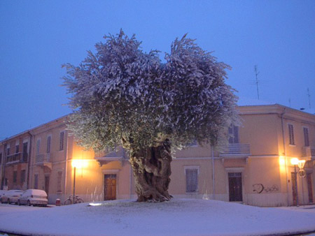 neve rimini